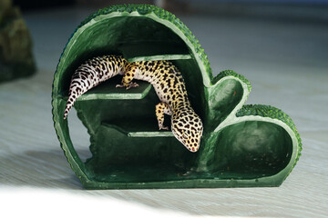 Leopard gecko exploring a decorative green habitat structure in a brightly lit room