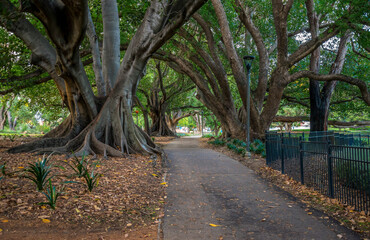 Pathway Through Majestic Banyan Trees in a Peaceful Setting in Hyde Park, Perth, Australia, 12 April 2020
