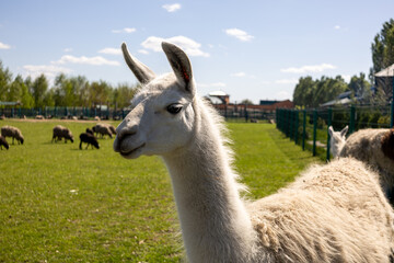 Llama standing in zoo enclosure on sunny summer day

