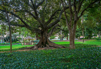 Obraz premium Majestic Tree with Giant Roots and an Outdoor Gazebo in Hyde Park, Perth, Australia, 12 April 2020