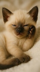 Adorable sleepy Siamese kitten