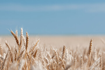 vast wheat field under clear blue sky intricate textures of golden stalks