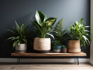 "Indoor Houseplants in Decorative Pots on Wooden Table Against Dark Wall"
