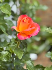 yellow rose in garden