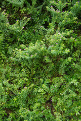 Green Moss Covering Ground in Nature