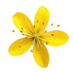 Single yellow flower blossom isolated on white background