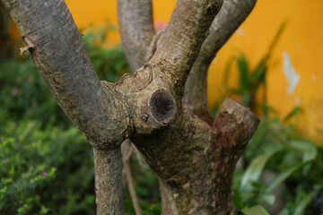 Tree Trunk and Branches with Yellow Wall Background