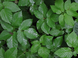 green leaves background