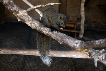 Squirrel Pallas climbing a tree in the zoo on a sunny day sitting on a branch