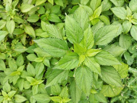 Asian Copperleaf (Acalypha rhomboidea) in outdoor garden 