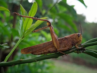 grasshopper on a branch