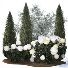 3D illustration Garden Of Pine Topiary With White Hydrangea Bush isolated on white background