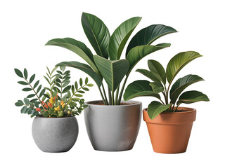 Three indoor potted plants with lush green foliage displayed against a black background