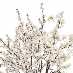 3D illustration Bouquet Sakura Branches Cherry Blossom Magnolia  isolated on white background