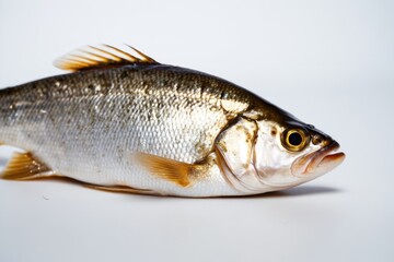 Naklejka premium A single fish photographed on a white background, ideal for use in product design or scientific illustrations