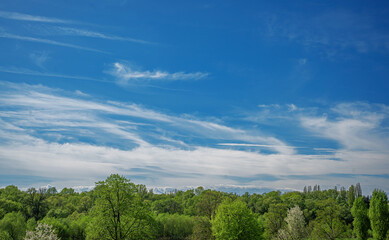 Fototapeta premium A serene landscape with wispy cirrus clouds stretching across a bright blue sky above a lush green treetop horizon.