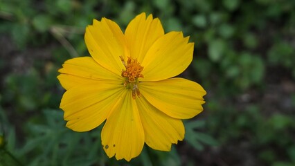 yellow flower on green background