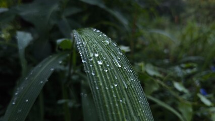 water drops on a green leaf