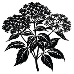 Yarrow Vector outline illustration. Hand drawn clipart of achillea millefolium flower. Milfoil black and white line art. Officinalis herb drawing on transparent background. Medicinal plant sketch