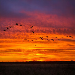 Fototapeta premium Vibrant sunset with silhouettes of birds flying across a fiery orange and purple sky over a dark field. Evokes freedom and transition. Perfect for travel blogs, nature articles.