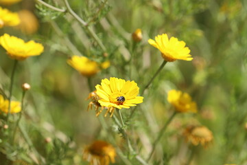 Spring flowers in a city park in Israel.