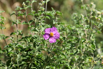 Spring flowers in a city park in Israel.