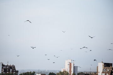 Birds flying over city during insecticide fogging