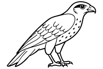 Falcon line art outline clean vector