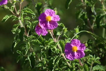 Spring flowers in a city park in Israel.