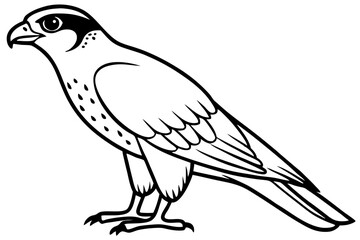 Falcon line art outline clean vector