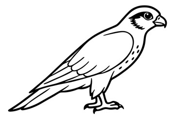 Fototapeta premium Falcon line art outline clean vector