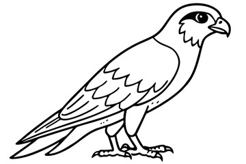 Falcon line art outline clean vector