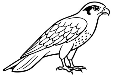 Falcon line art outline clean vector