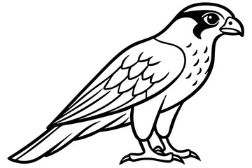 Falcon line art outline clean vector