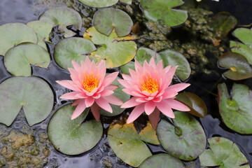 Spring flowers in a city park in Israel.
