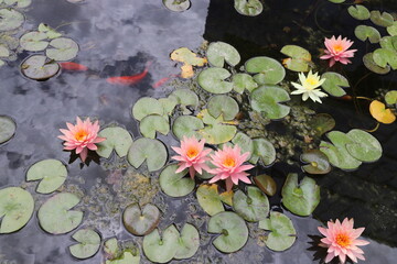 Spring flowers in a city park in Israel.