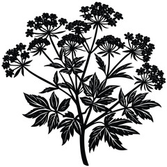Yarrow Vector outline illustration. Hand drawn clipart of achillea millefolium flower. Milfoil black and white line art. Officinalis herb drawing on transparent background. Medicinal plant sketch