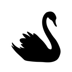 black swan on white background
