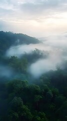 Fototapeta premium A serene scene of morning mist rolling through a dense forest, creating a mystical and atmospheric environment.