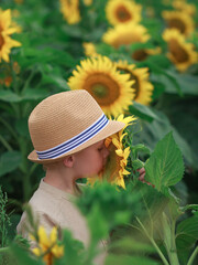 A child, a boy of 5 years old in a straw hat, looks at and smells a huge sunflower in profile,...