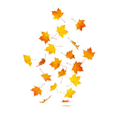 Falling Autumn Leaves