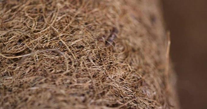 coconut fiber used in the mattress to provide rigidity, coconut shavings glued together part of an old used mattress, closeup
