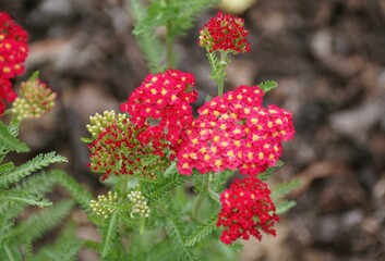 Closeup of Achillea millefolium Paprika Yarrow blooms, highlighting the intricate details of the...