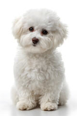 A small, fluffy white dog sits gracefully, showcasing its playful and affectionate nature with soft eyes