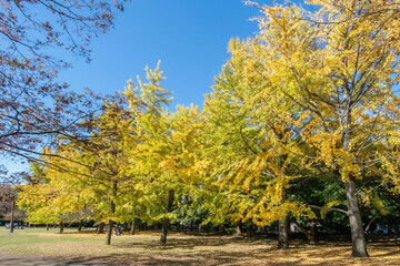 Naklejka premium 東京都江東区の清澄公園