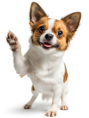 Obraz premium A small dog with a friendly expression is playfully waving one paw, exuding joy and charm in a bright setting
