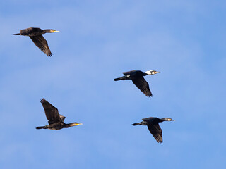 Great cormorant