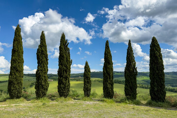iconic Tuscan landscape with tall cypress trees under a bright blue sky, rolling green hills in the background
