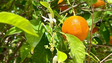 An orange hanging on a branch surrounded by green leaves of an orange tree. Fresh citrus fruit, organic farming, Mediterranean agriculture, healthy eating, natural background, botanical detail. 