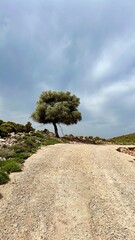 Vertical photo of lone olive tree by rural road under dramatic sky, Greece, Kastellorizo island, Mediterranean landscape, Greek nature, travel destination, scenic view, summer vacation, countryside. 